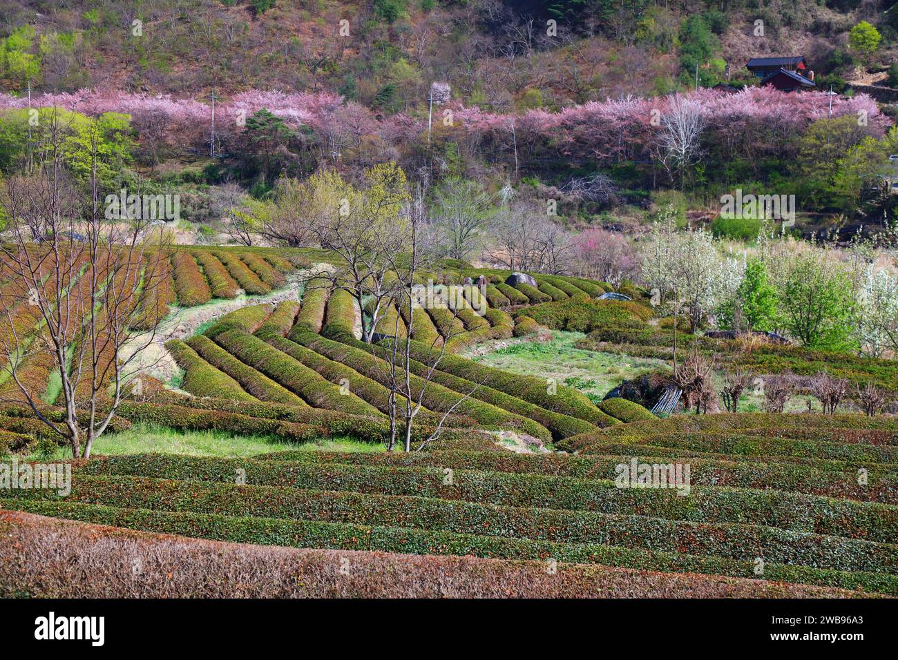 Paesaggio dei campi da tè e fiori di ciliegio a Hwagae, Hadong-gun in Corea del Sud. Foto Stock