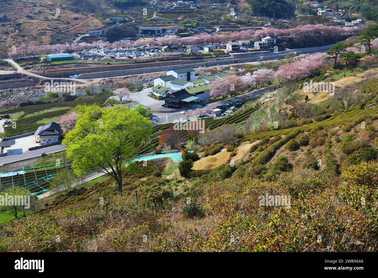 Paesaggio dei campi da tè e fiori di ciliegio a Hwagae, Hadong-gun in Corea del Sud. Foto Stock