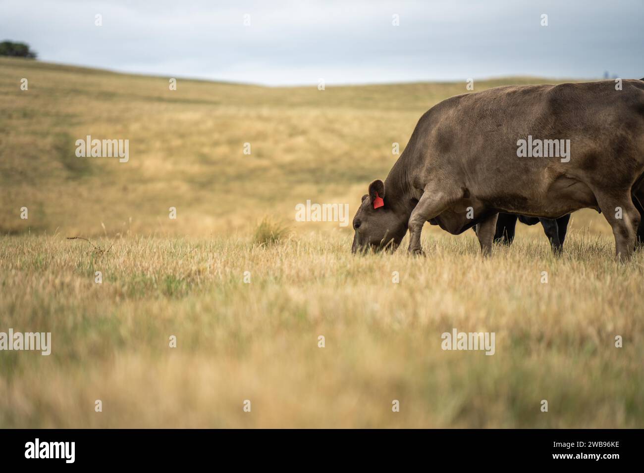 Mucche in campo, pascolano su erba e pascolo in Australia, in un ranch agricolo. Bovini che mangiano fieno e insilato. Le razze includono Speckled Park, Murray Grey, Foto Stock