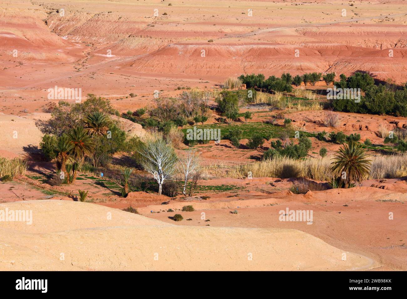 Oasi nel deserto vicino ad Ait Benhaddou, Marocco. Storica città di ksar su un percorso caravan. Foto Stock