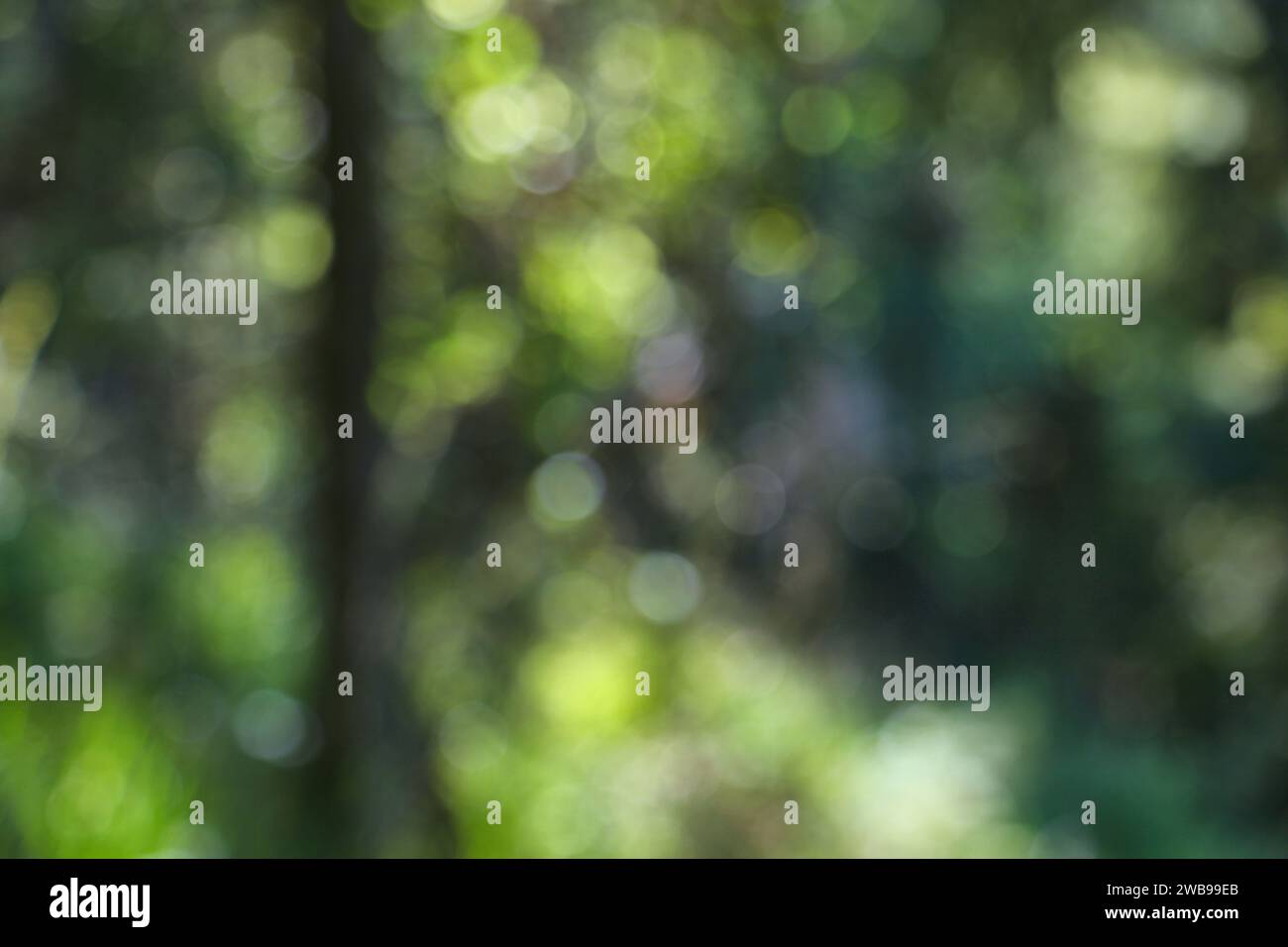 Sfondo bokeh sfocato dalla natura. Texture sfocata astratta della foresta. Foto Stock