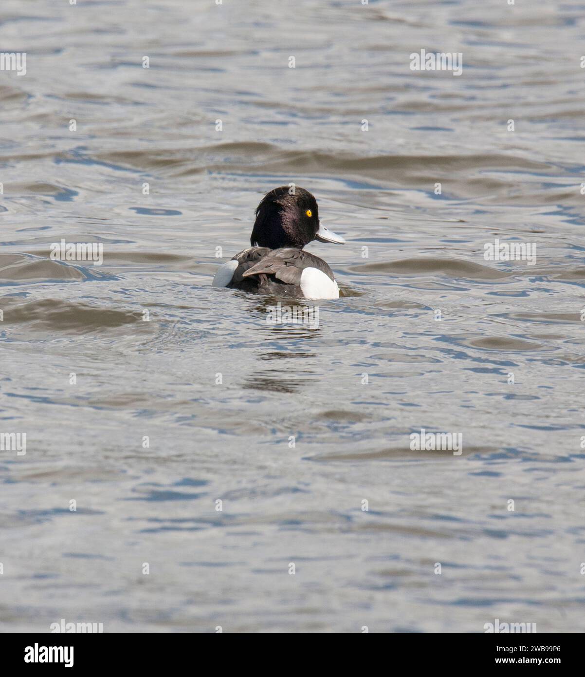 TUFTED DUCK Aythya fuligula maschio in acqua Foto Stock