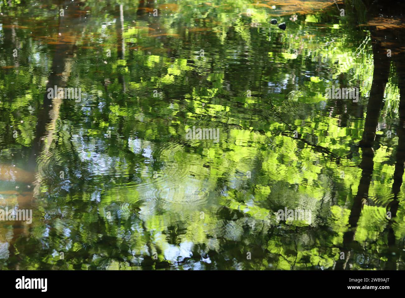 Verde bosco riflessi nell'acqua morta di un fiume calmo in estate Foto Stock