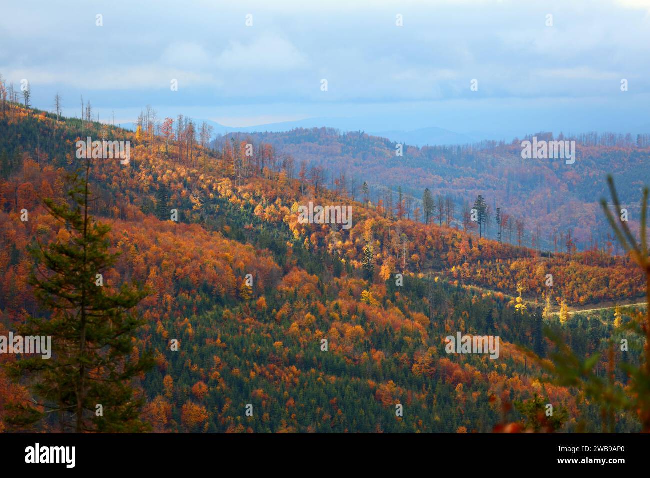 Paesaggio polacco in autunno. Beskids Mountains. Zywiec Beskids (Beskid Zywiecki) vicino a Wielka Racza e Rycerka Gorna. Foto Stock