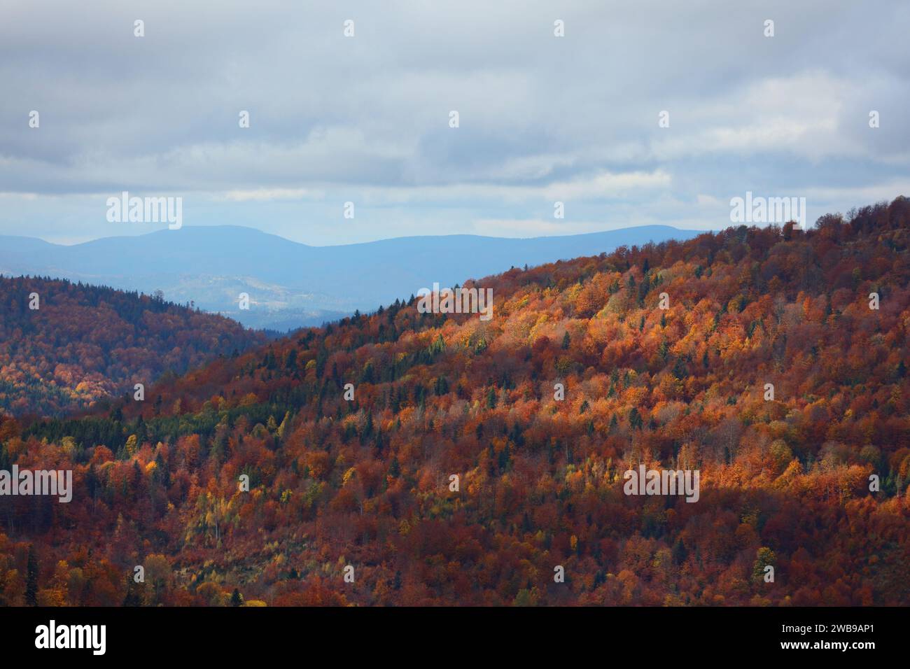 Paesaggio polacco in autunno. Beskids Mountains. Zywiec Beskids (Beskid Zywiecki) vicino a Bendoszka e Rycerka Gorna. Foto Stock