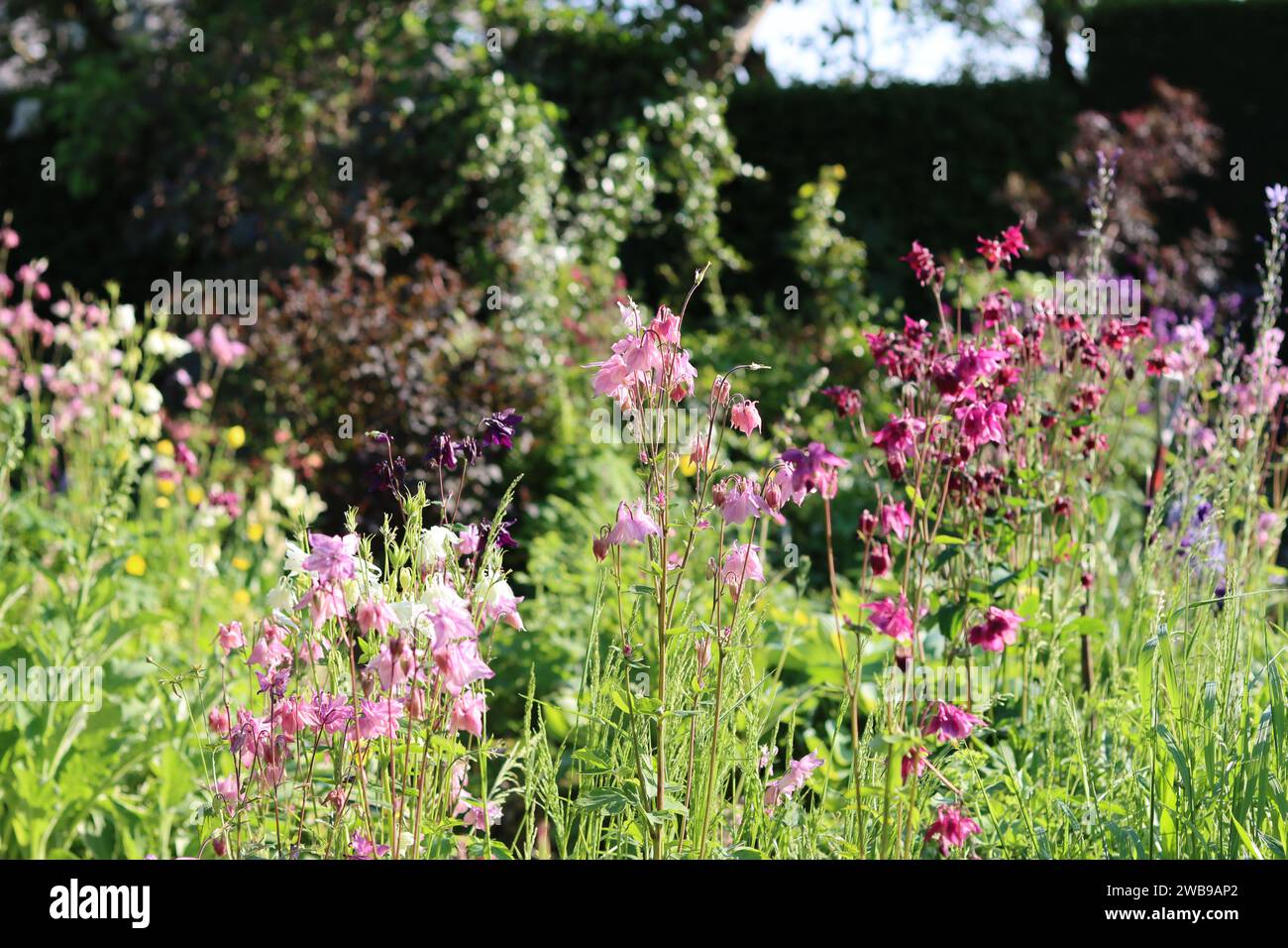 Cottage all'inglese con giardino e aiuole piene di fiori rosa, viola e rossi in estate Foto Stock