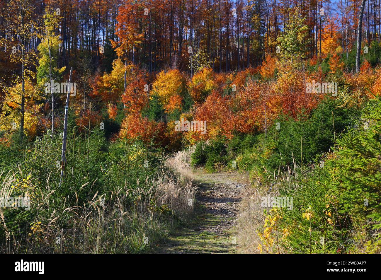 Paesaggio di sentieri montani di Beskidy in autunno. Zywiec Beskids (Beskid Zywiecki) vicino a Bendoszka e Rycerka Gorna. Autunno in Polonia. Foto Stock