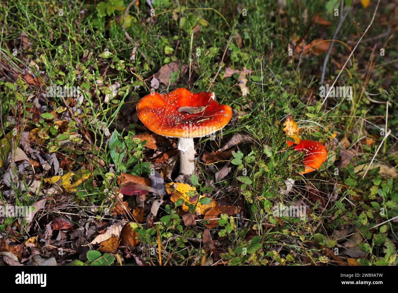 Mosca agarica (Amanita muscaria). Fungo velenoso. Natura nelle montagne di Beskidy, Polonia. Foto Stock