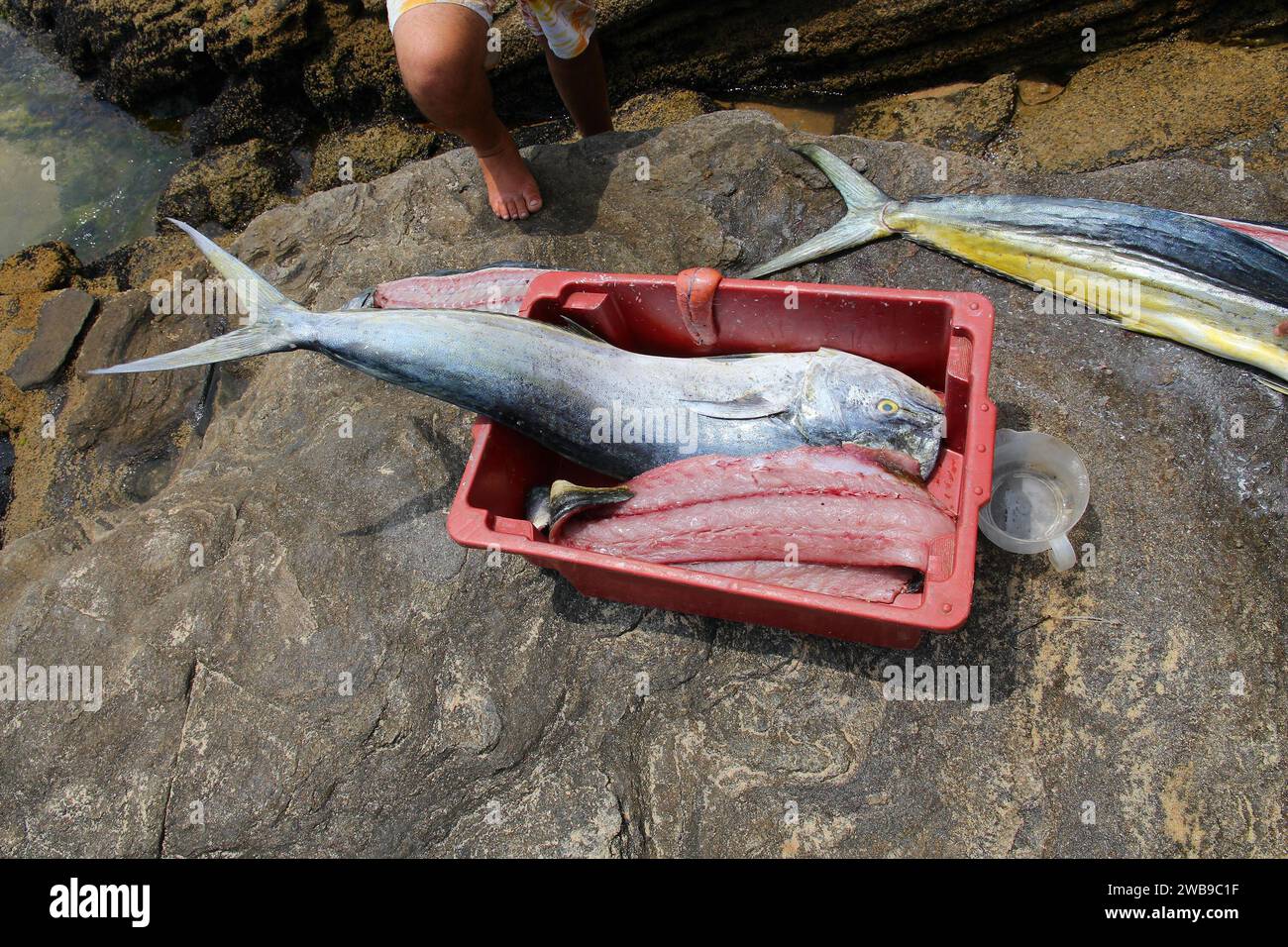 Pesce delfina comune noto anche come mahi-mahi. Pesce fresco catturato a Buzios, Brasile. Foto Stock