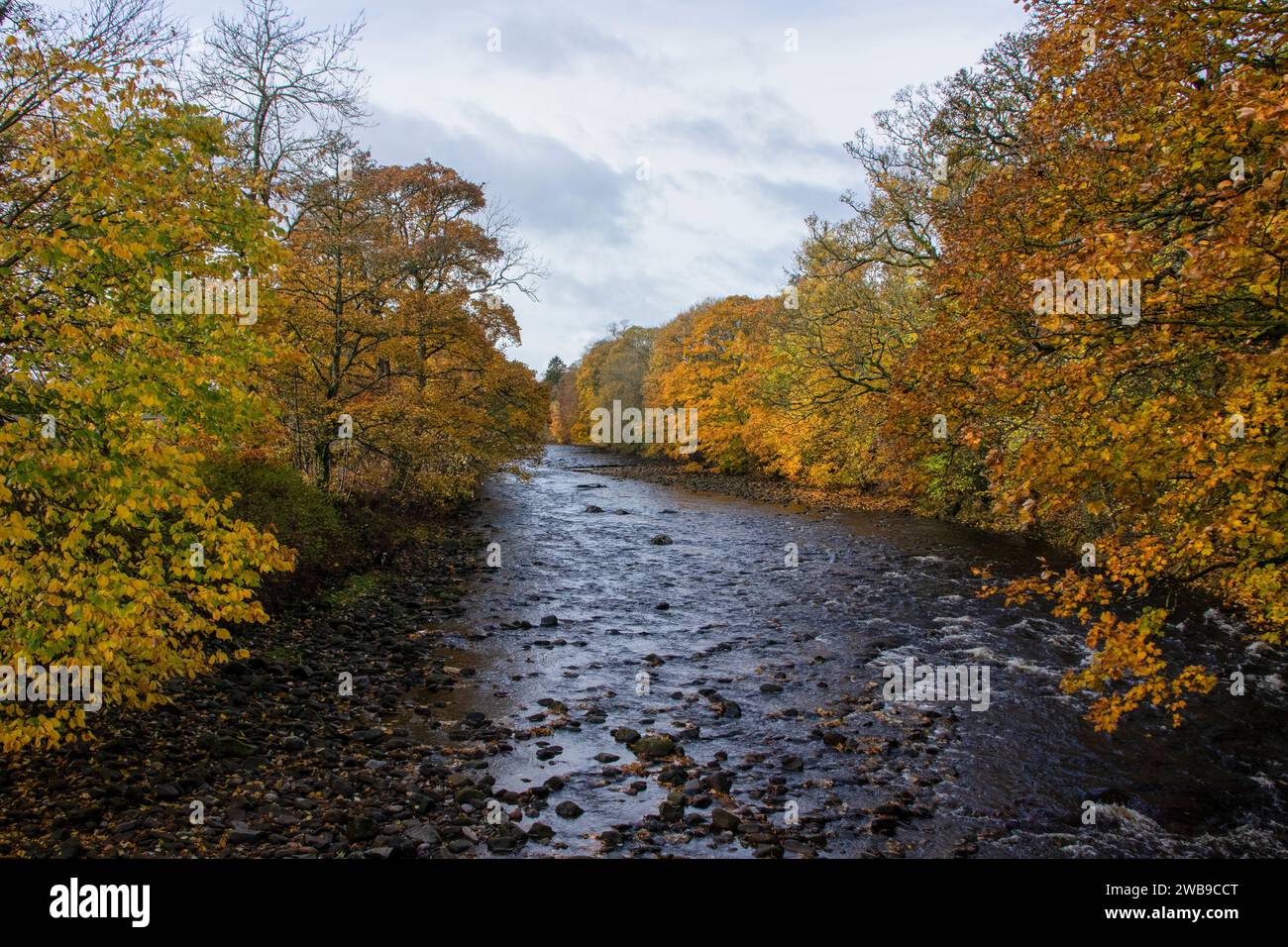 Usura del fiume a Stanhope in autunno Foto Stock