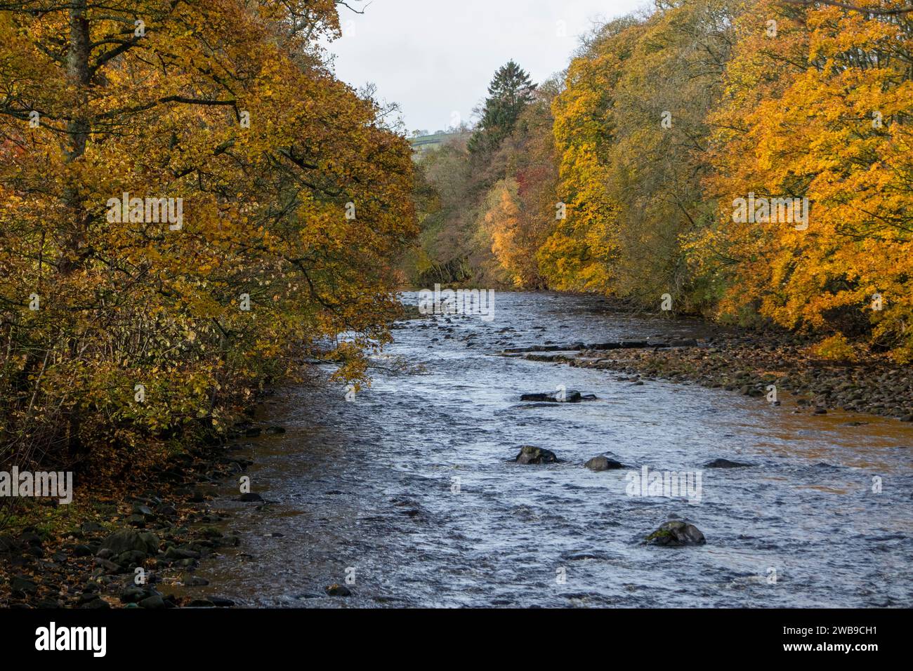 Usura del fiume a Stanhope in autunno Foto Stock