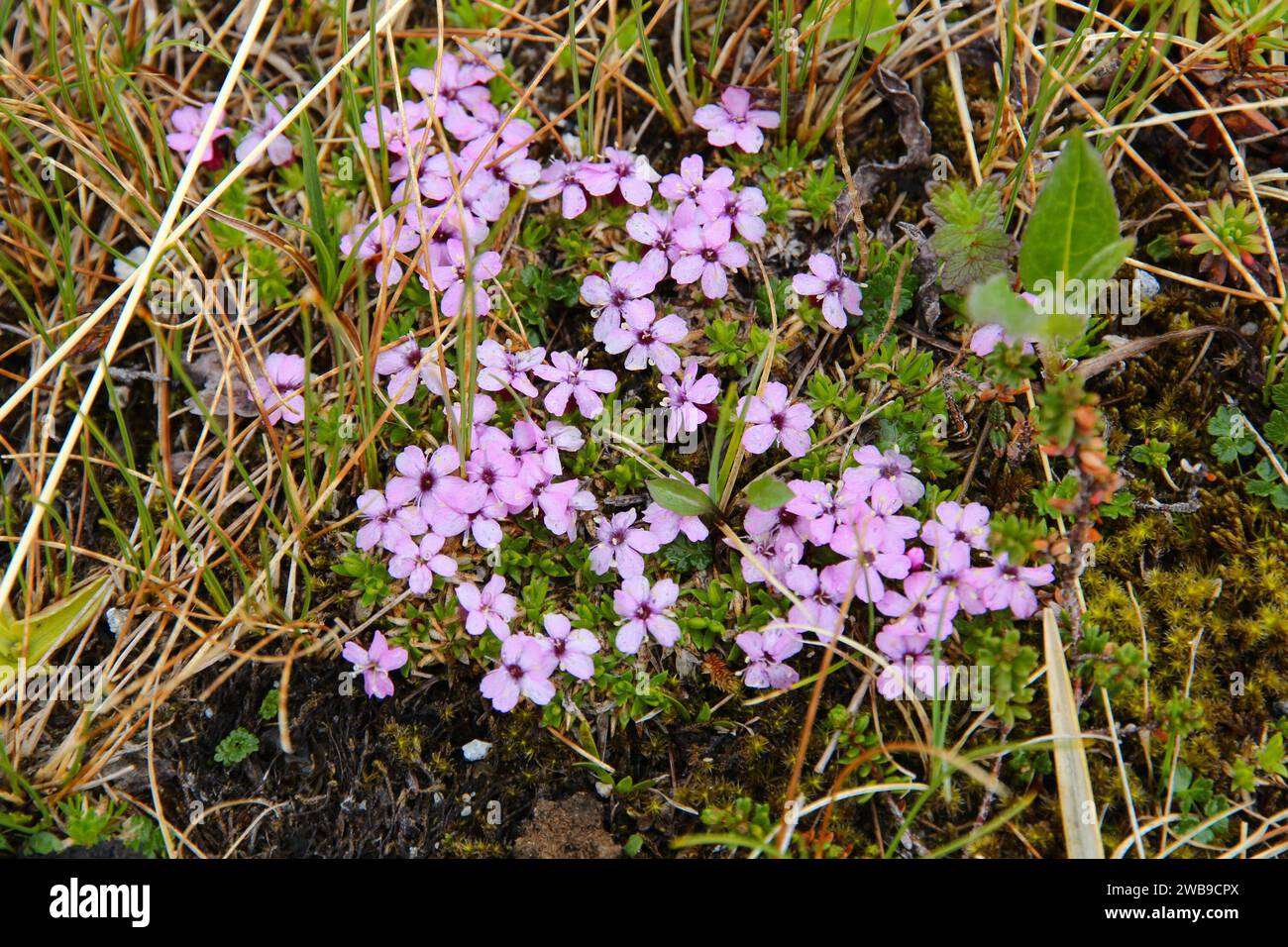Fiori alpini della Norvegia. Flora del Parco Nazionale di Saltfjellet-Svartisen. Silene acaulis (muschio campion) fiori selvatici della famiglia delle Caryophyllaceae. Foto Stock