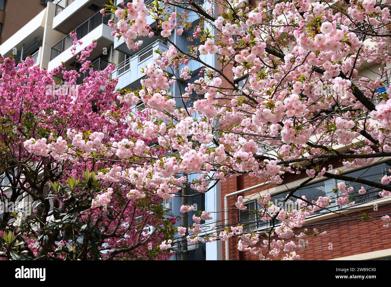 Tokyo, Giappone - fiori di ciliegio (sakura) nel Parco Hanakawado. Foto Stock