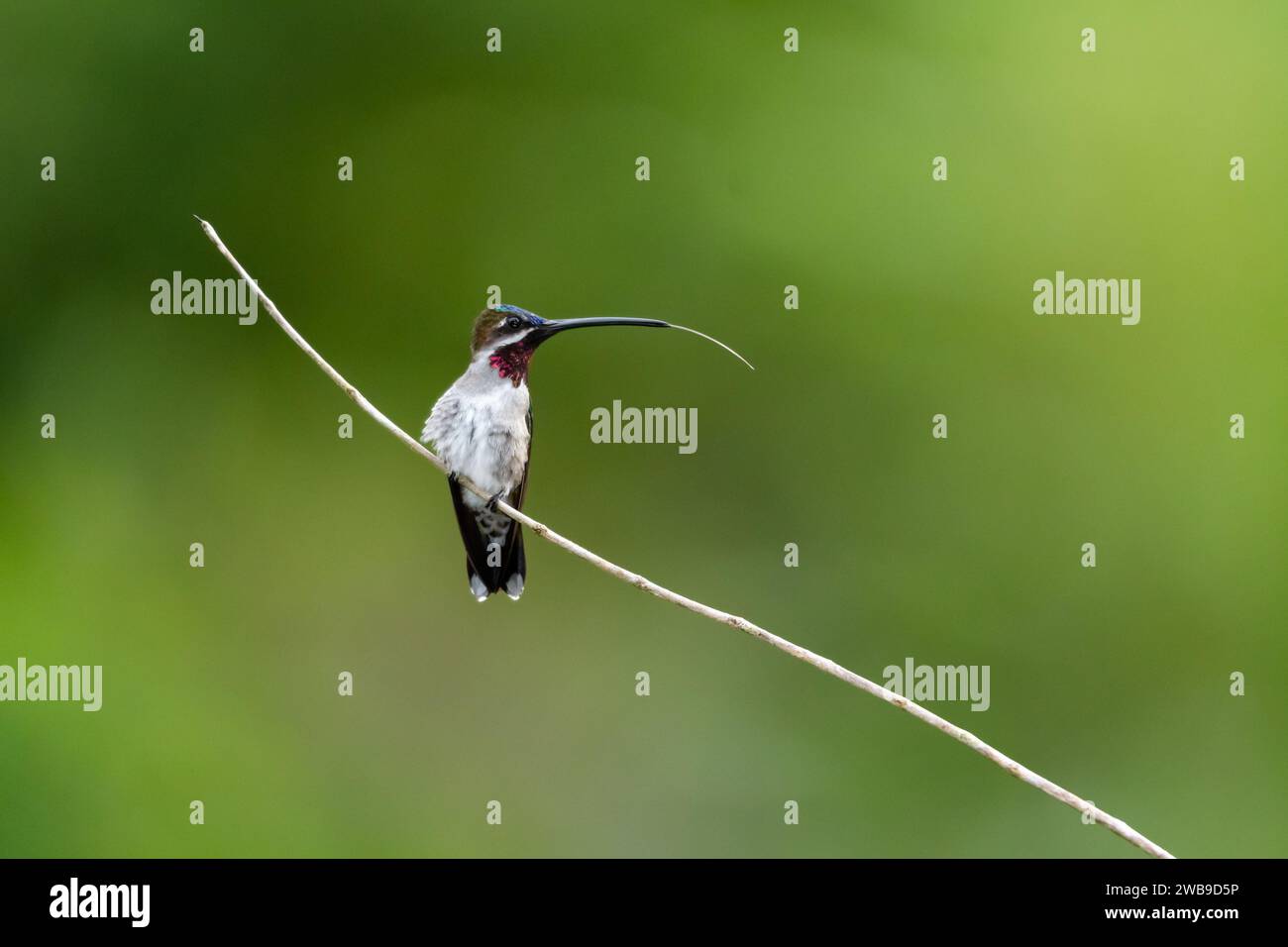 Colibrì Starthroat a becco lungo, Heliomaster longirostris, arroccato nella foresta pluviale che gli fa uscire la lingua Foto Stock