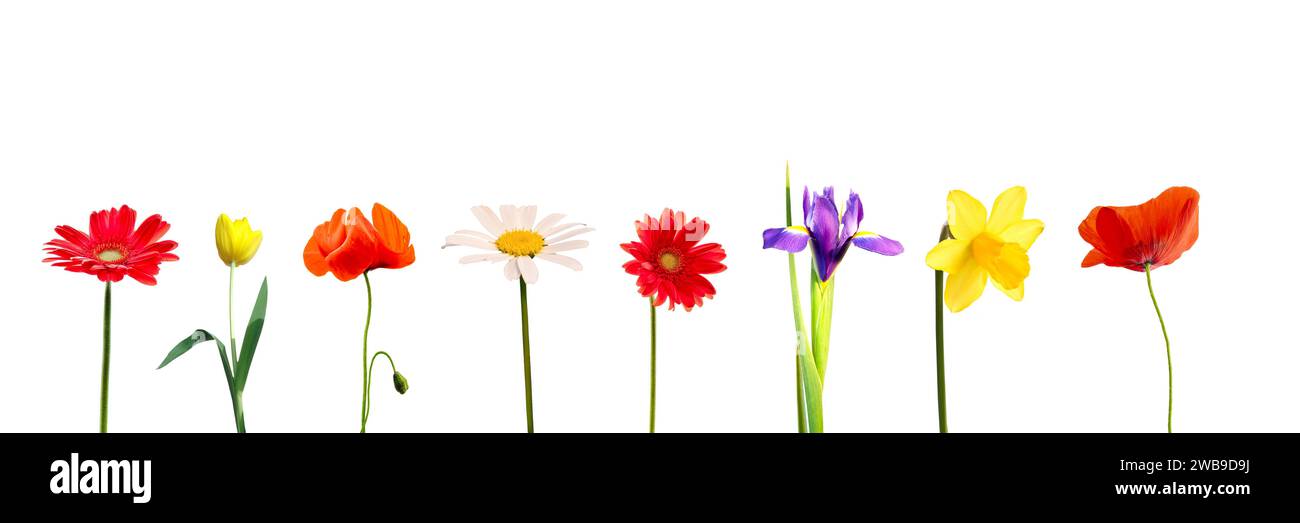 Set di colorati fiori primaverili di fila, tra cui margherita, gerbera, tulipani, Iris, daffodil un papavero, isolato su bianco panoramico Foto Stock