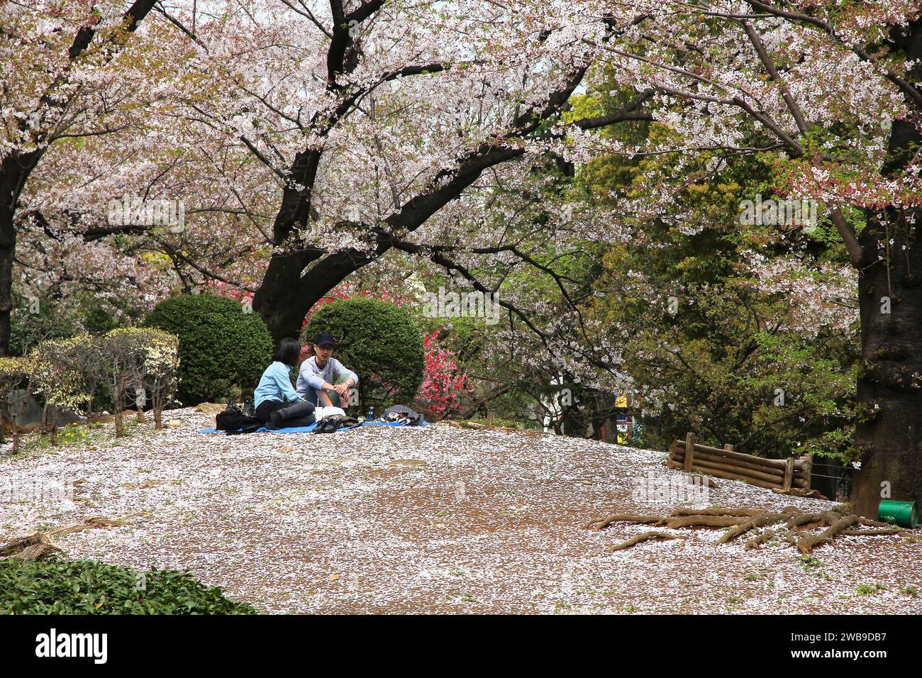 TOKYO, GIAPPONE - 13 APRILE 2012: I visitatori godono della fioritura dei ciliegi (sakura) nel Sumida Park, Tokyo. Hanami (osservazione dei fiori) è una tradizione giapponese che risale ba Foto Stock