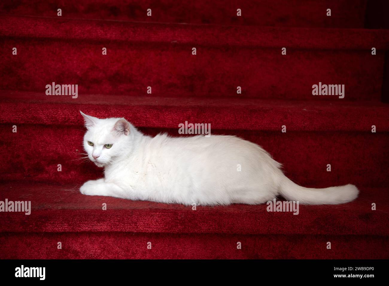 Un gatto bianco puro isolato che si stende su una scala rossa di peluche moquette. Foto Stock