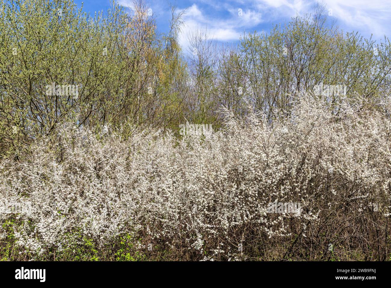 Siepe di arbusti fioriti su uno sfondo di fogliame primaverile Foto Stock