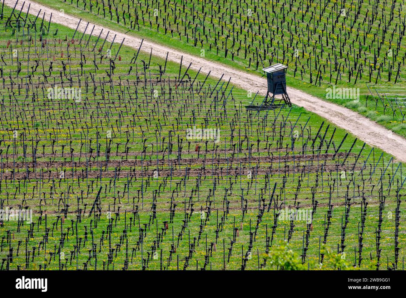 Paesaggio miniale del vigneto in alsaziano in primavera, Alsazia, Francia Foto Stock