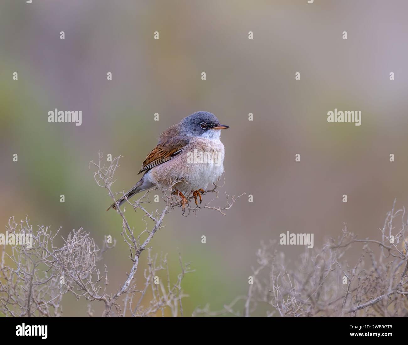 Parula spettrale, Curruca conspicillata, arroccata sul branchlet più alto di un arbusto secco, Fuerteventura, Isole Canarie, Spagna Foto Stock