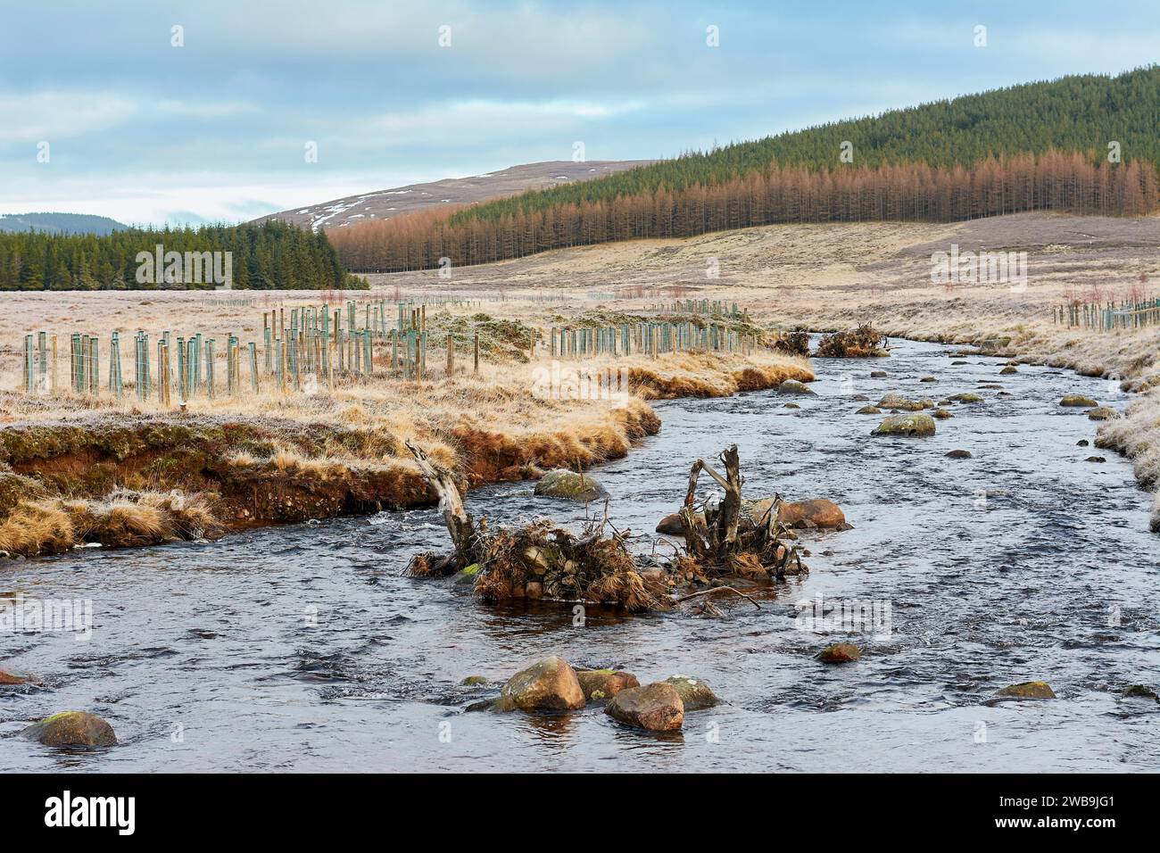 Balmoral Estates in inverno il fiume Muick ripopola il fiume con alberi sulla riva e rocce e interi alberi nel fiume Foto Stock