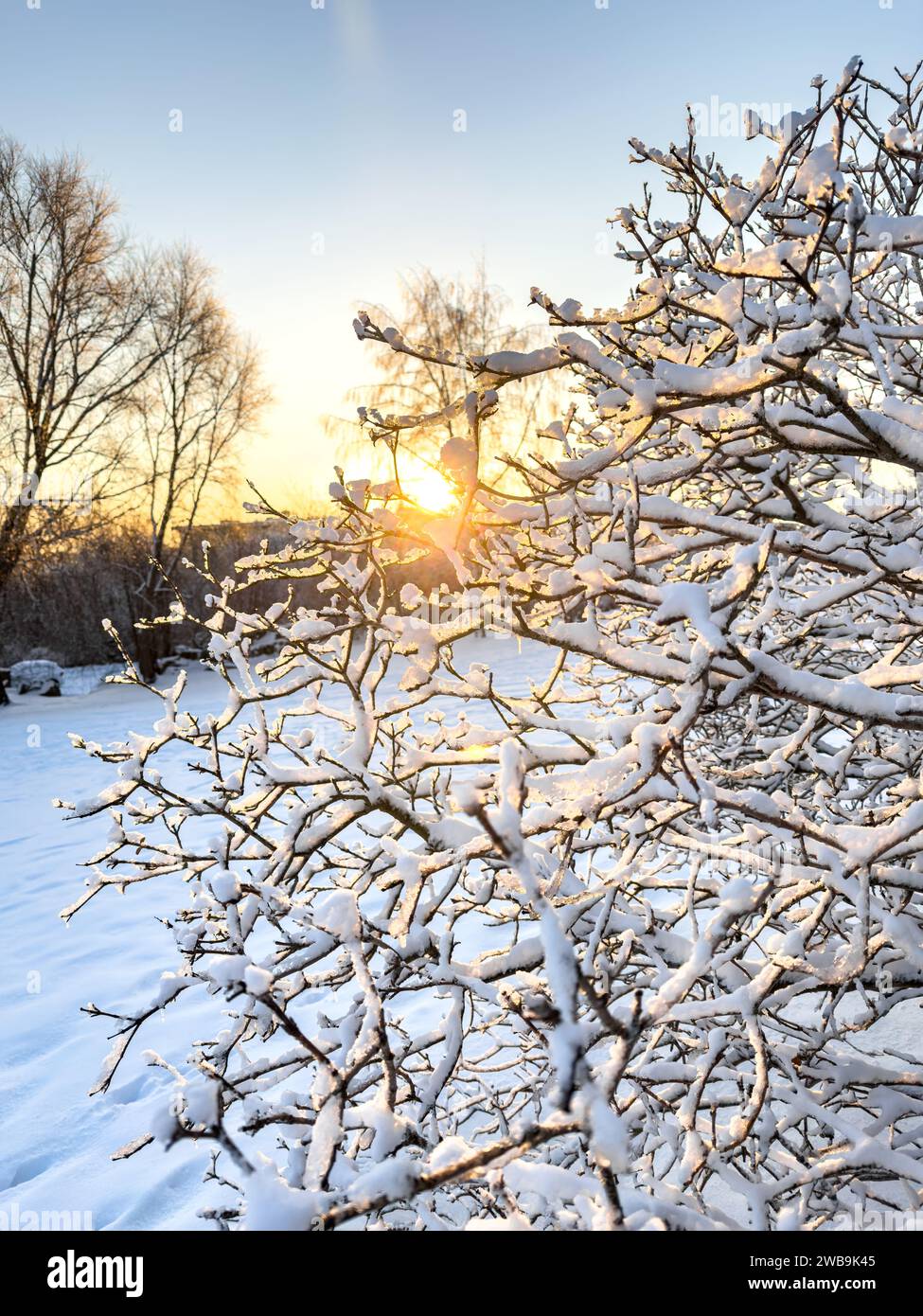 Un primo piano di rami di alberi ghiacciati ricoperti di neve a Helsinki, Finlandia Foto Stock