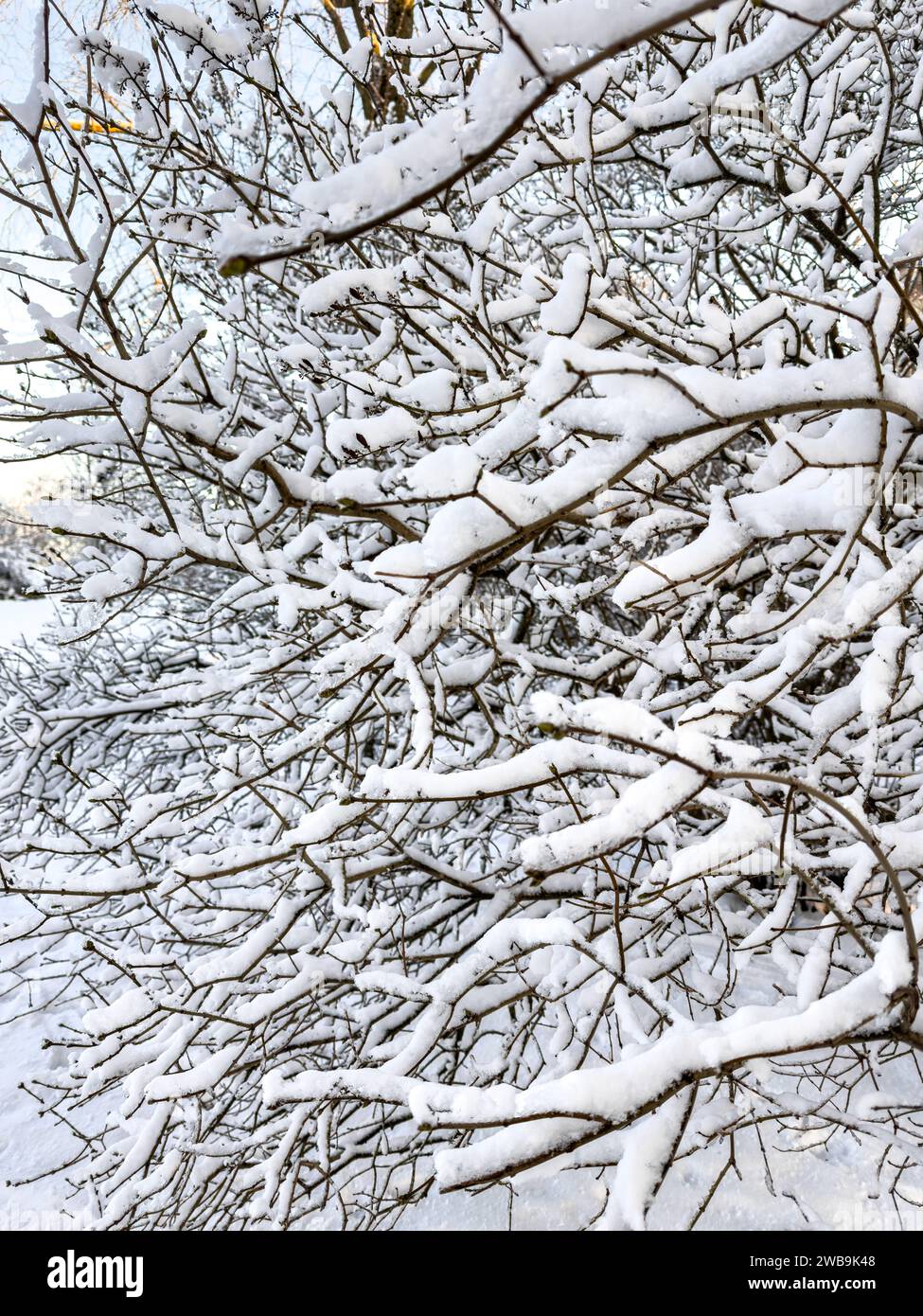Un primo piano di rami di alberi ghiacciati ricoperti di neve a Helsinki, Finlandia Foto Stock