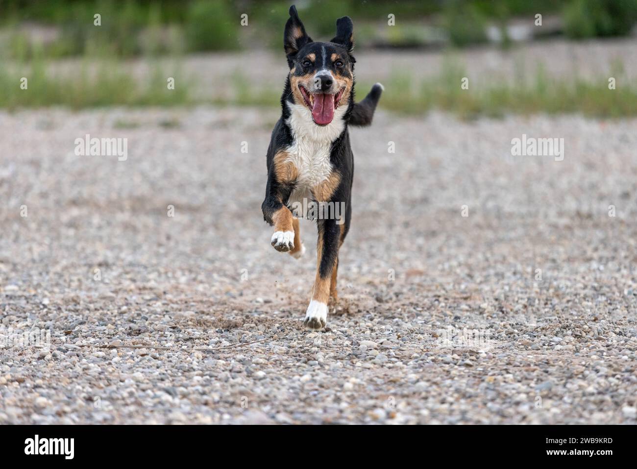 bellissimo cane tricolore che corre sulla spiaggia Foto Stock