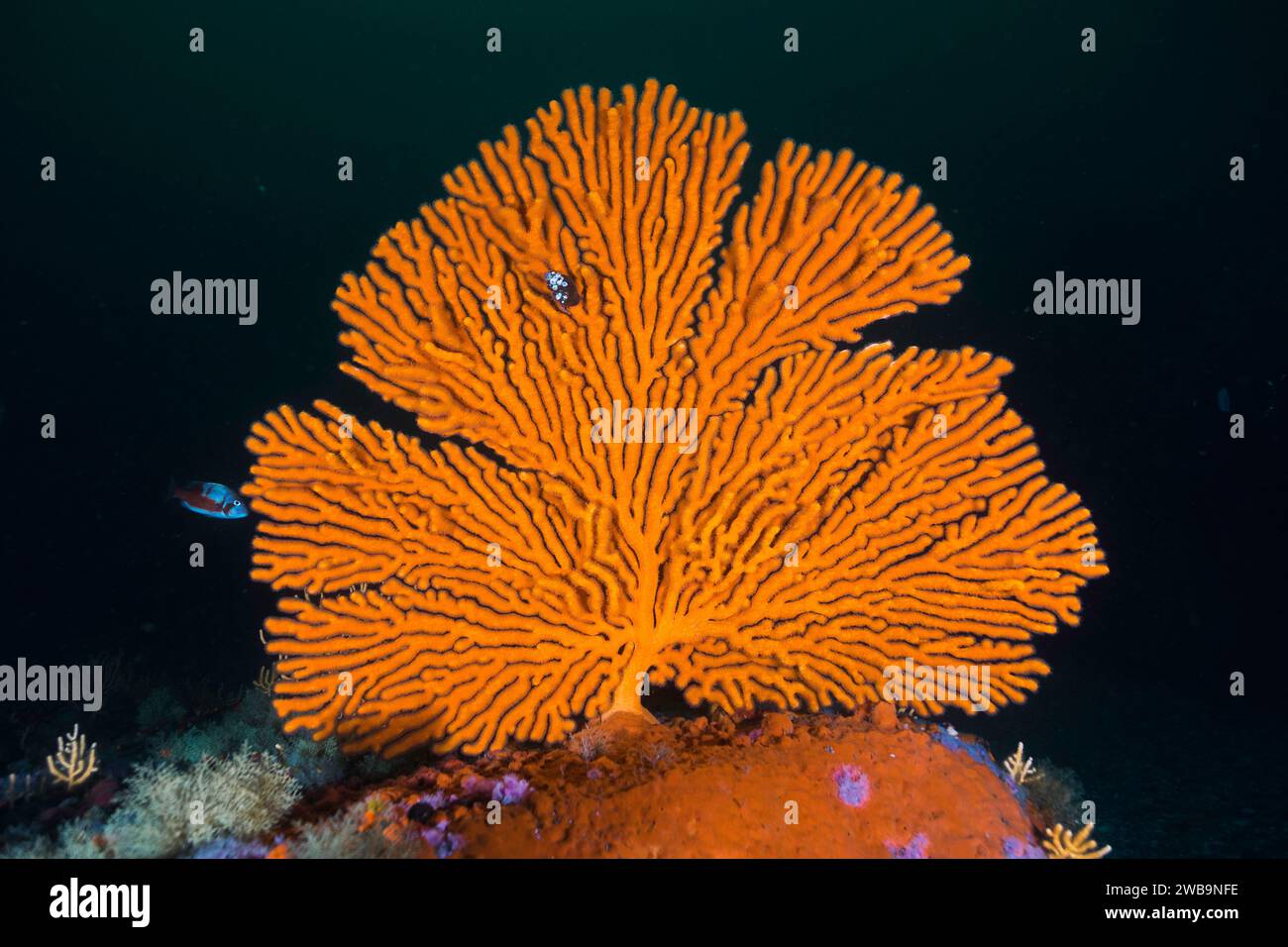 Un grande ventaglio di mare sinuoso arancione brillante (Eunicella tricoronata) che si staglia sullo sfondo scuro sott'acqua Foto Stock