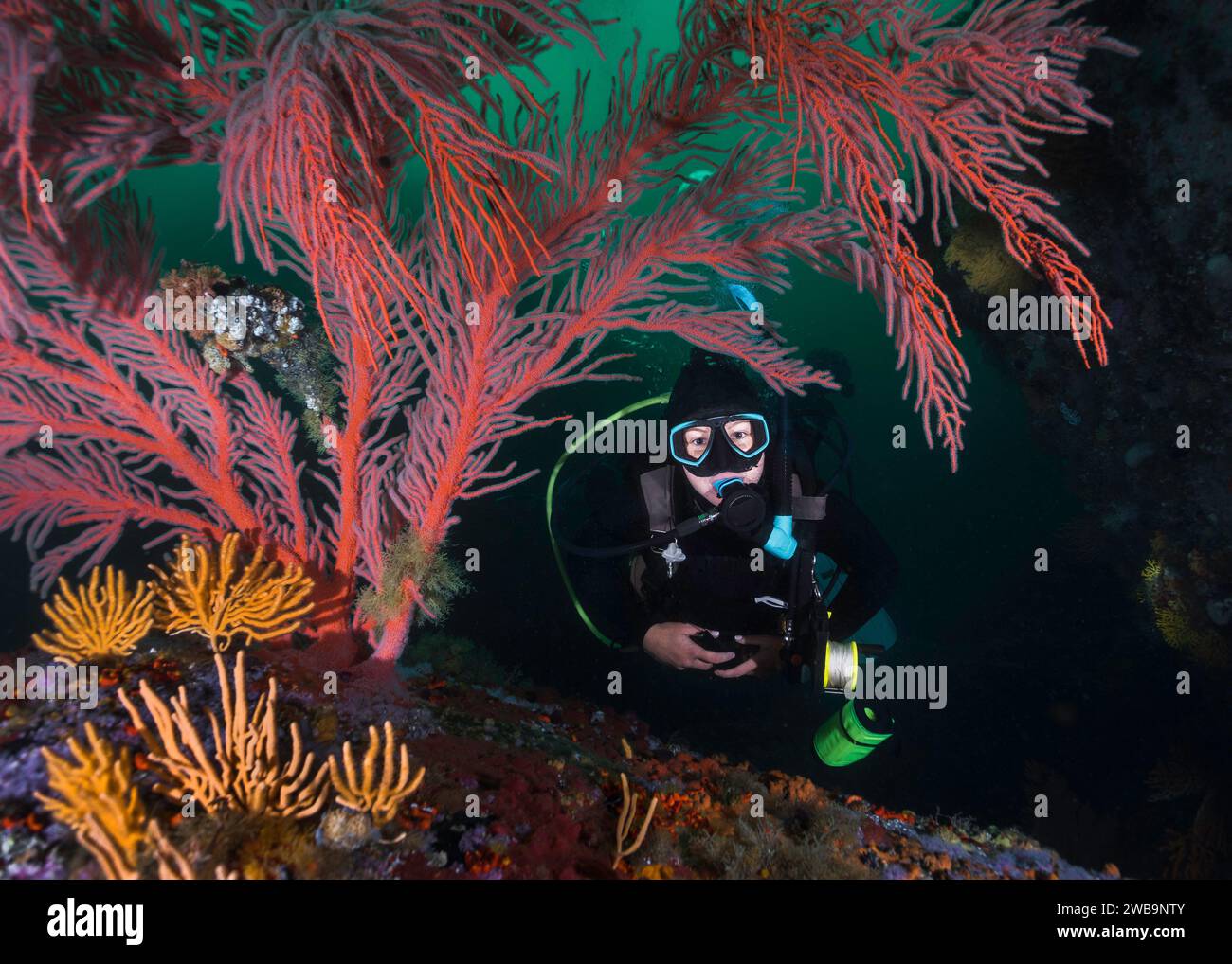 Un primo piano di una subacquea femminile che esplora la barriera corallina incorniciata da un grande palmate (Leptogoria palma) che guarda la macchina fotografica sott'acqua Foto Stock