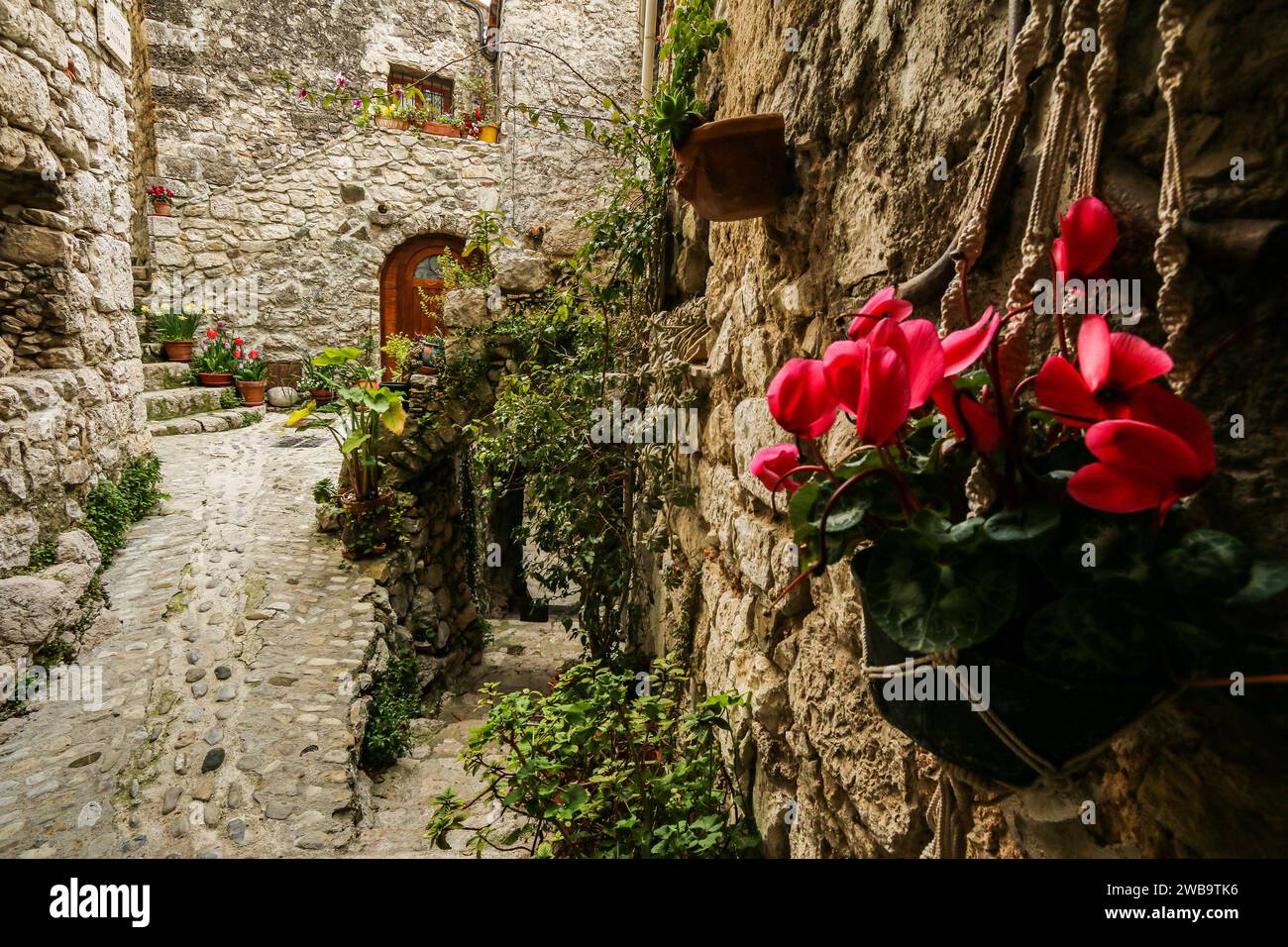 Fiori di ciclamino sulle mura di un'antica casa in pietra a Peillon, un villaggio arroccato medievale nel dipartimento delle Alpi marittime, nel sud-est della Francia Foto Stock