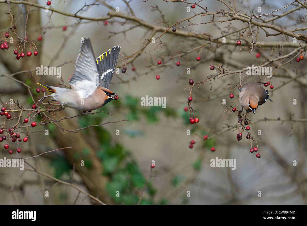 Un paio di Waxwings-Bombycilla garrulus boema si nutre di bacche di biancospino - Crataegus monogyna. Inverno. Regno Unito Foto Stock