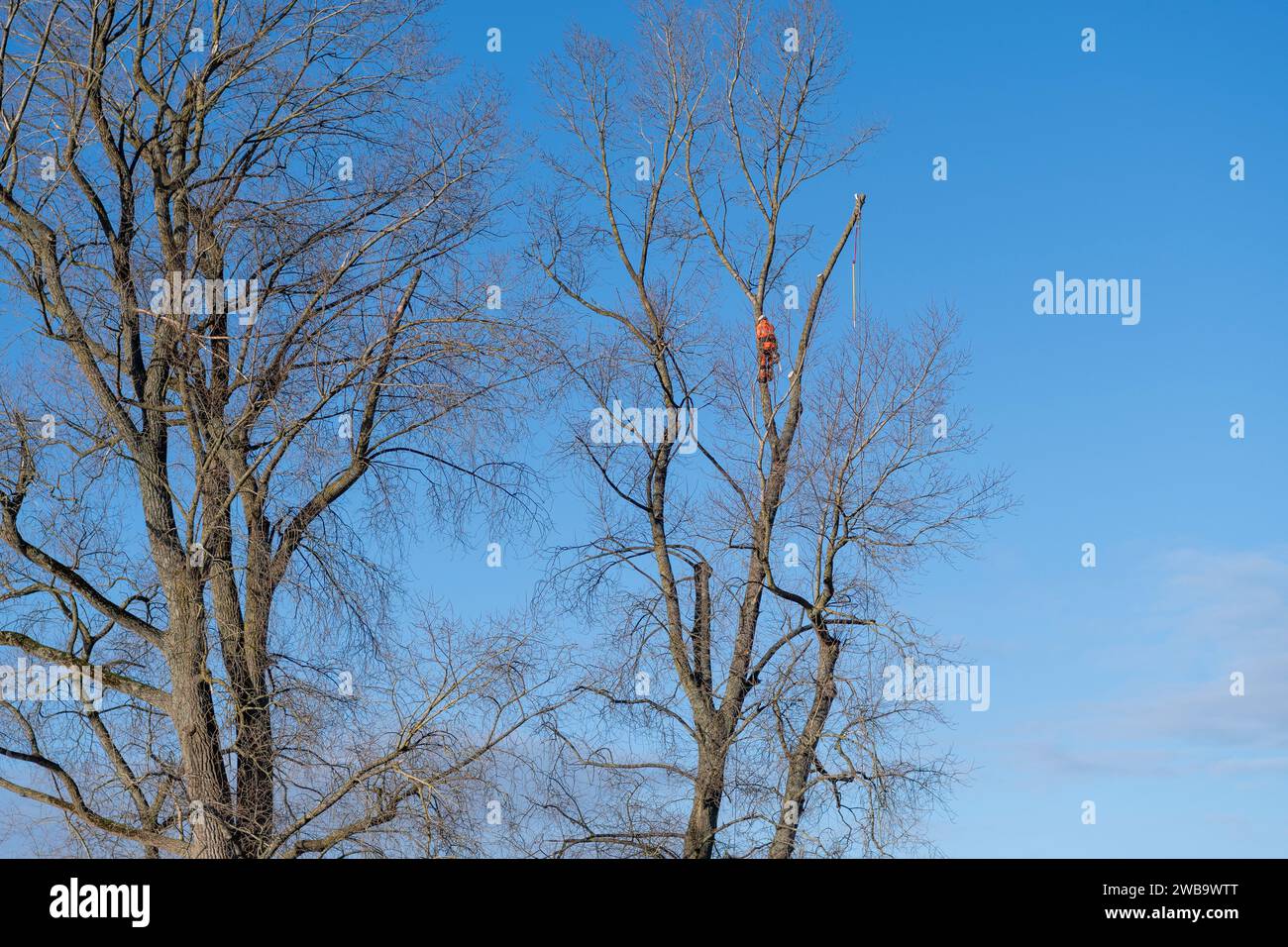 Chirurgo degli alberi che lavora in alto su un grande albero con il cielo blu dietro Foto Stock