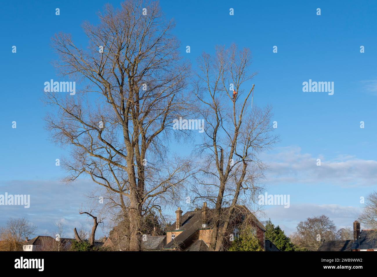 Chirurgo degli alberi che lavora in alto su un grande albero con il cielo blu dietro Foto Stock