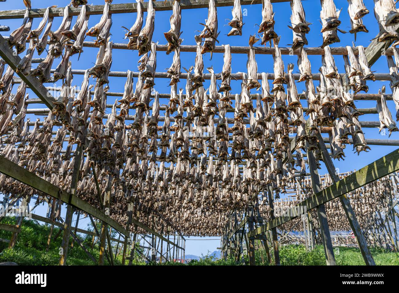 Scaffali di essiccazione soleggiati pieni di pesce nelle Lofoten, una testimonianza delle tradizioni di pesce della Norvegia contro un cielo blu brillante Foto Stock