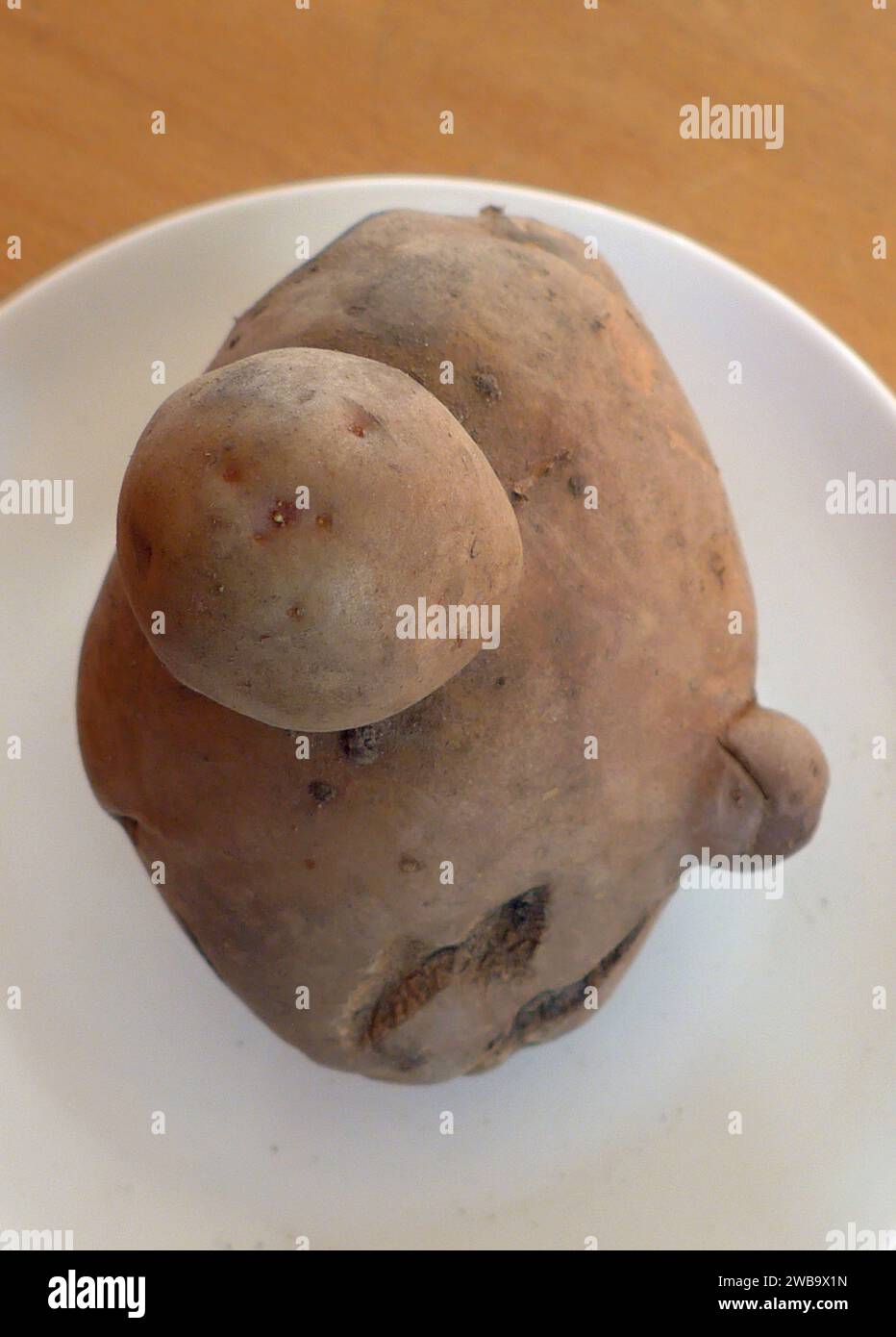 Kuriose Laune der Natur: eine Kartoffel, die je nach Blickwinkel an ein Loriot-Männchen mit Knollennase, eine ente, eine Raubkatze oder eine Halloween-Fratze erinnert. *** Un curioso freak della natura - una patata che, a seconda del tuo punto di vista, assomiglia a un personaggio Loriot con un naso bulbo, un'anatra, un gatto grande o un grimace di Halloween Foto Stock