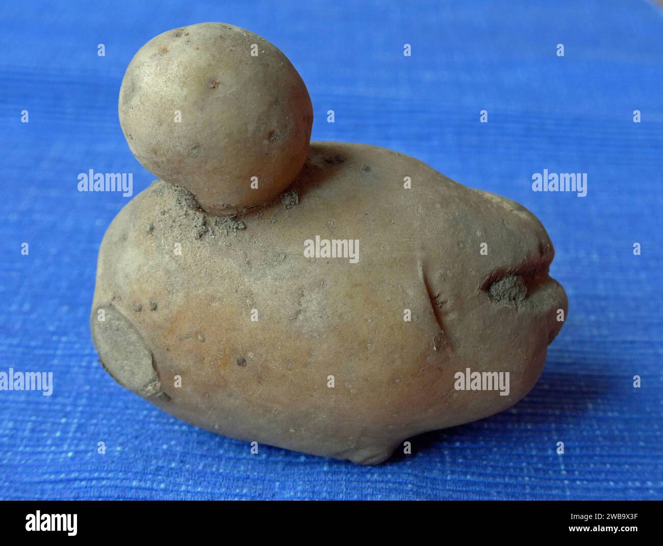 Kuriose Laune der Natur: eine Kartoffel, die je nach Blickwinkel an ein Loriot-Männchen mit Knollennase, eine ente, eine Raubkatze oder eine Halloween-Fratze erinnert. *** Un curioso freak della natura - una patata che, a seconda del tuo punto di vista, assomiglia a un personaggio Loriot con un naso bulbo, un'anatra, un gatto grande o un grimace di Halloween Foto Stock