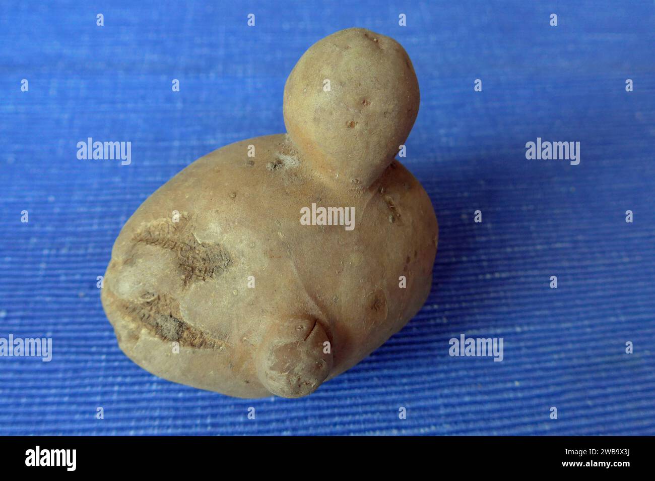 Kuriose Laune der Natur: eine Kartoffel, die je nach Blickwinkel an ein Loriot-Männchen mit Knollennase, eine ente, eine Raubkatze oder eine Halloween-Fratze erinnert. *** Un curioso freak della natura - una patata che, a seconda del tuo punto di vista, assomiglia a un personaggio Loriot con un naso bulbo, un'anatra, un gatto grande o un grimace di Halloween Foto Stock