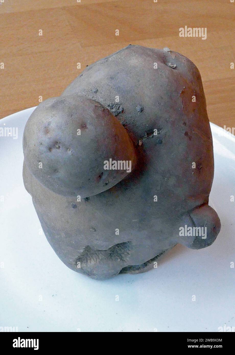 Kuriose Laune der Natur: eine Kartoffel, die je nach Blickwinkel an ein Loriot-Männchen mit Knollennase, eine ente, eine Raubkatze oder eine Halloween-Fratze erinnert. *** Un curioso freak della natura - una patata che, a seconda del tuo punto di vista, assomiglia a un personaggio Loriot con un naso bulbo, un'anatra, un gatto grande o un grimace di Halloween Foto Stock