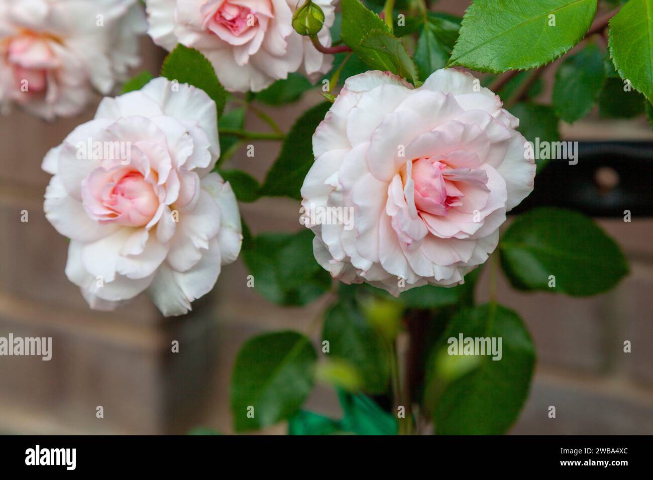 Rose in fiore nel giardino con boccioli lussureggianti. Foto Stock