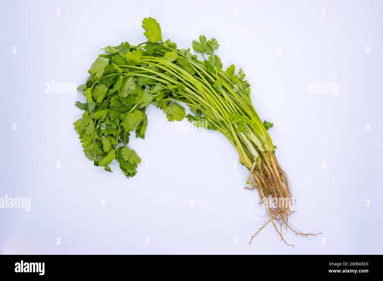 Coriandolo biologico fresco verde su sfondo bianco isolato Foto Stock