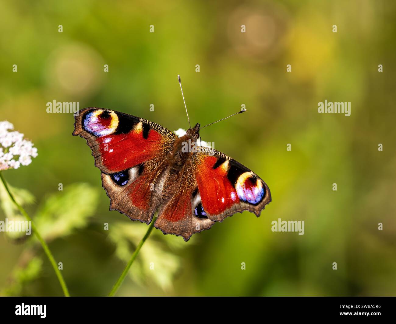 Peacock Butterfly a riposo. Ali aperte. Foto Stock