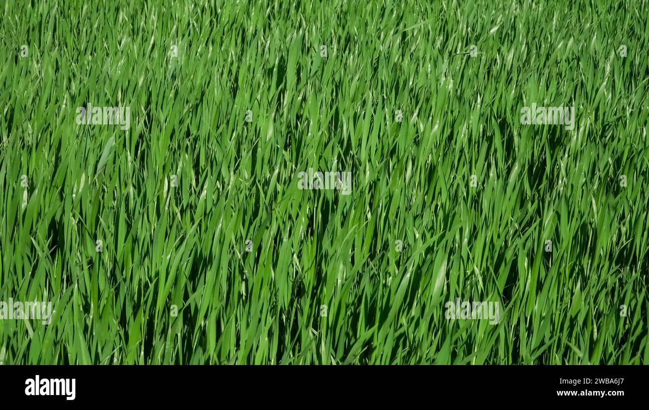 I giovani steli di piante di cereali verdi crescono sui terreni agricoli: Un'astrazione panoramica, una vista decorativa a trama dei terreni agricoli in primavera in una giornata di sole. Foto Stock