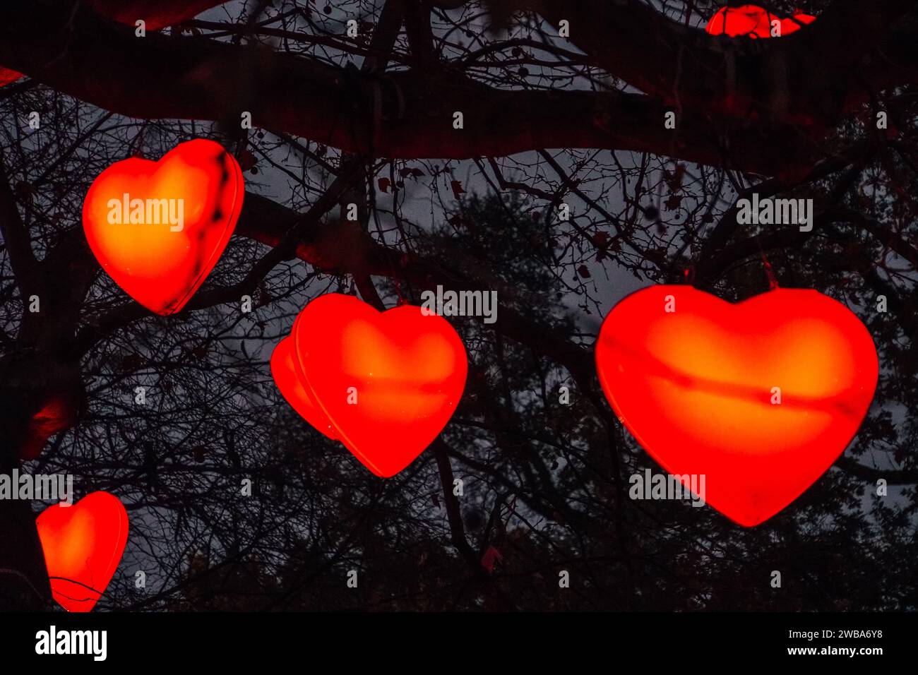 Un albero maestoso illuminato da un romantico display luminoso a forma di cuore, che offre uno sfondo splendido per qualsiasi occasione speciale Foto Stock