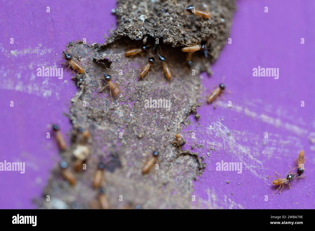 Vista ravvicinata della colonia di termiti danneggiata. Tema di controllo degli insetti nocivi Foto Stock