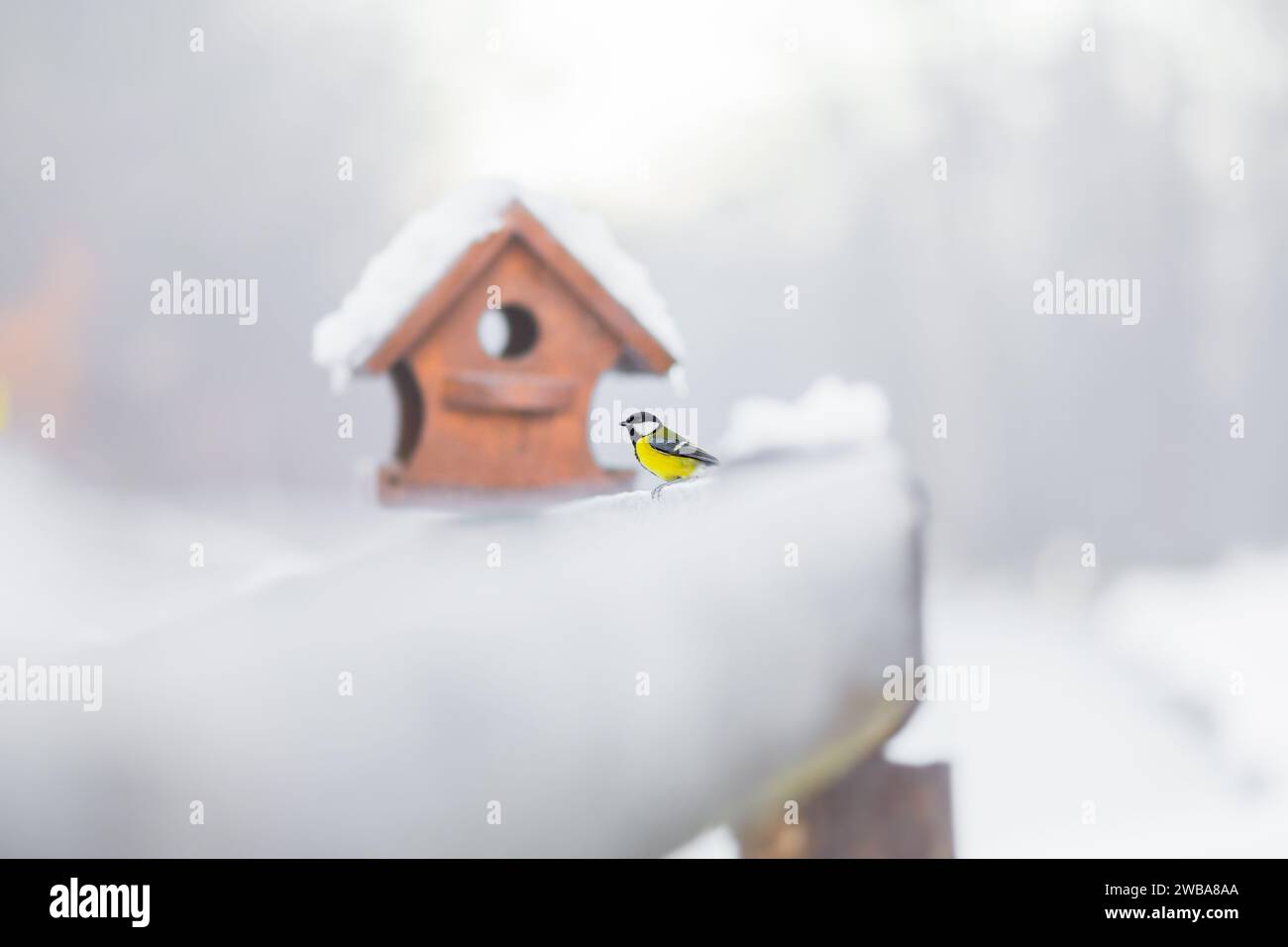 Ottima tetta o parus major seduto vicino a un alimentatore per uccelli. E' un primo piano di un animale affamato in inverno quando fa freddo a dicembre. Foto Stock