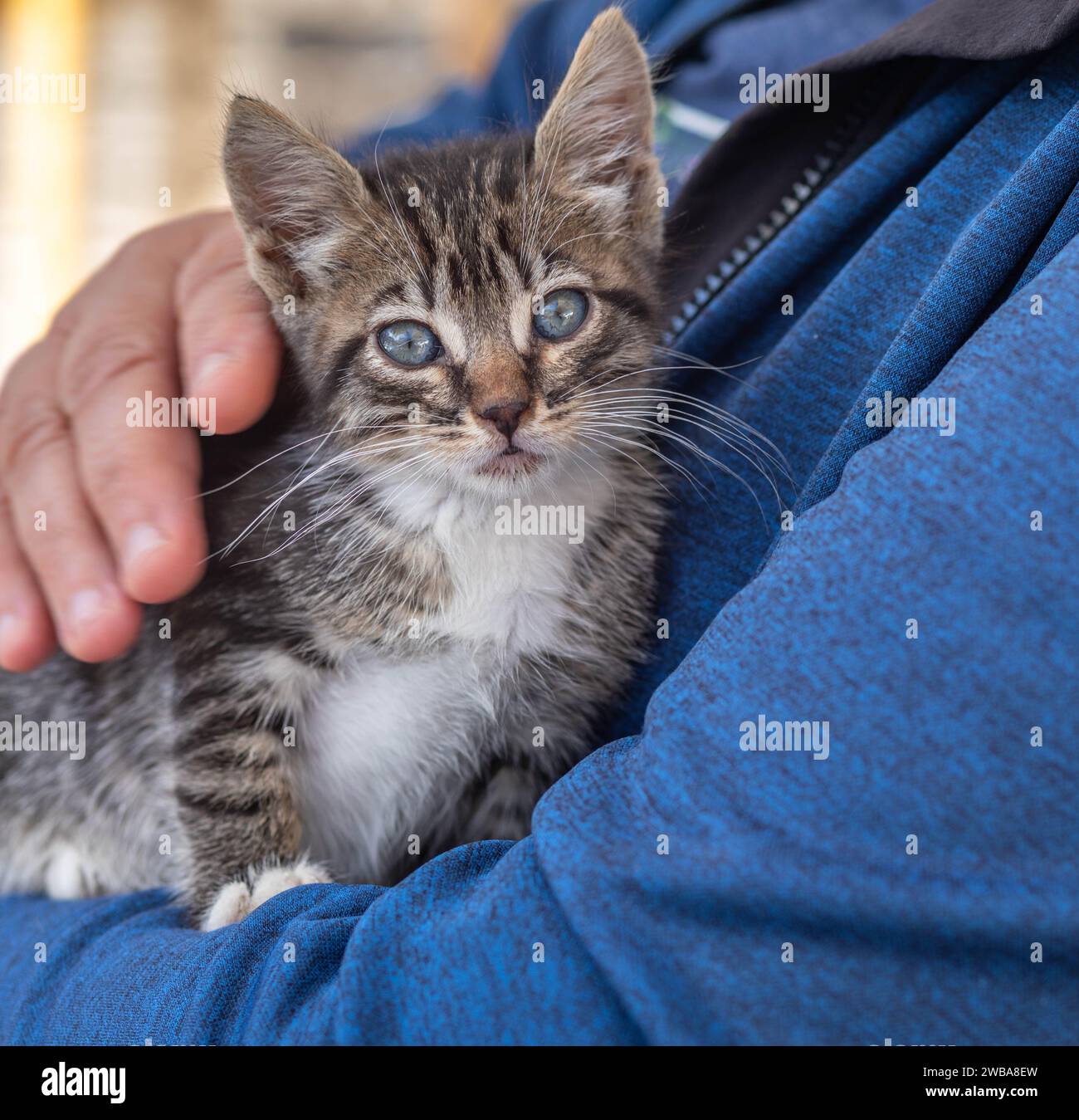 persona che accarezza un simpatico gattino da tavolo Foto Stock