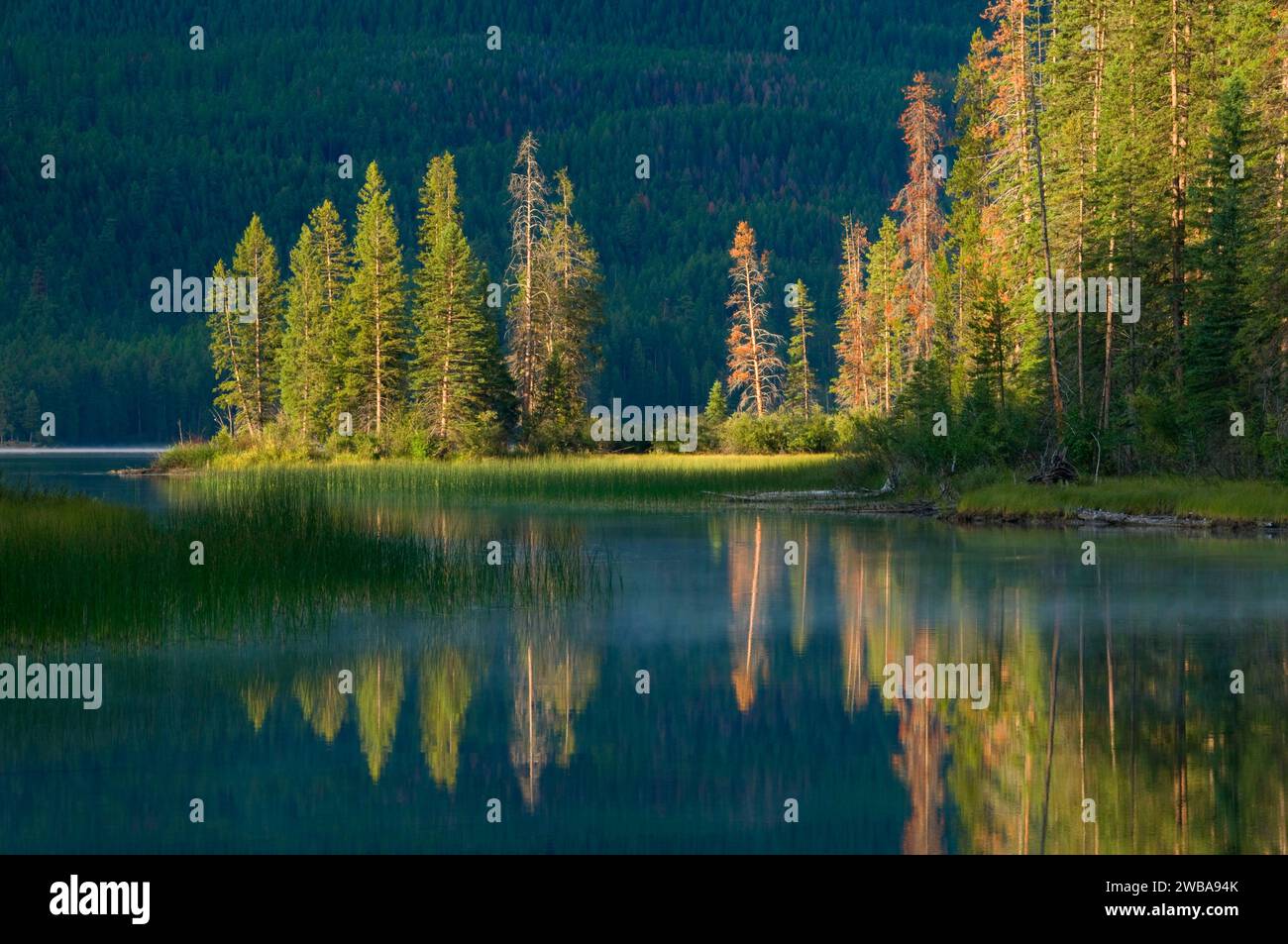 Holland Lago Flathead National Forest, Montana Foto Stock