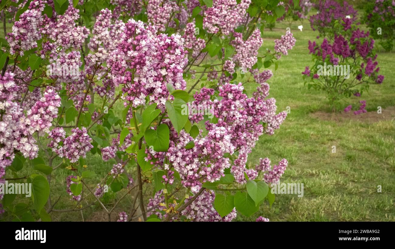 Giardino di lilla. Paesaggio primaverile con listelli fioriti in una vista ravvicinata. Bellissimi fiori di viola chiaro in un ambiente verde panoramico. Foto Stock