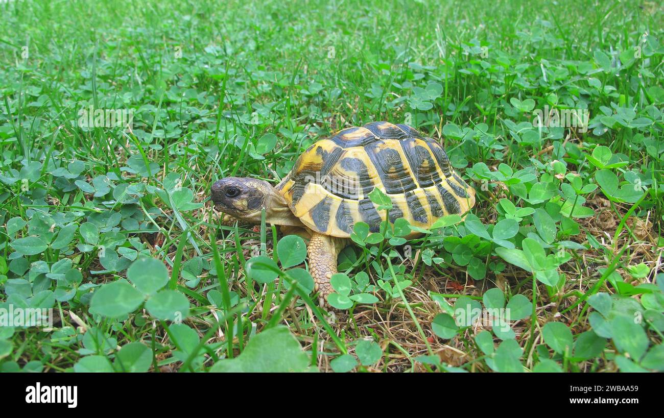 Tartaruga di terra in mezzo al triifoglio Foto Stock